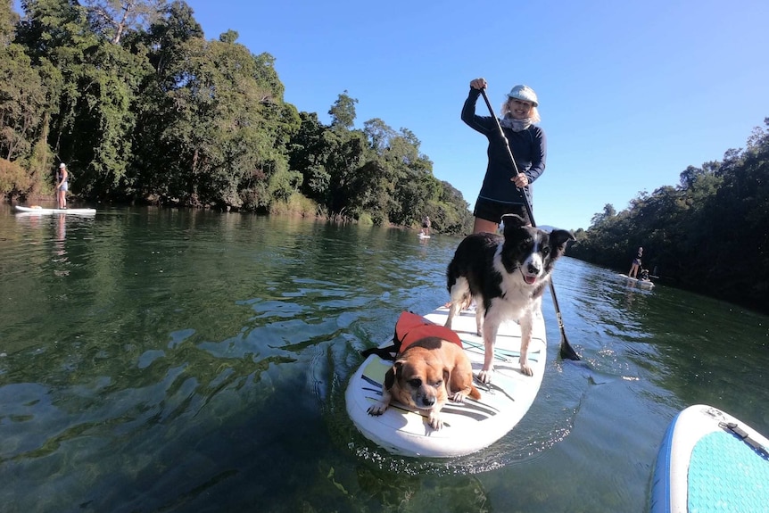 Middle-aged woman standing up on paddle board with two dogs on a sunny river with trees at the edge.