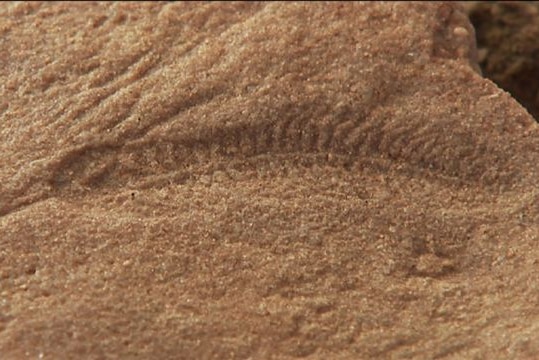 Spriggina fossil