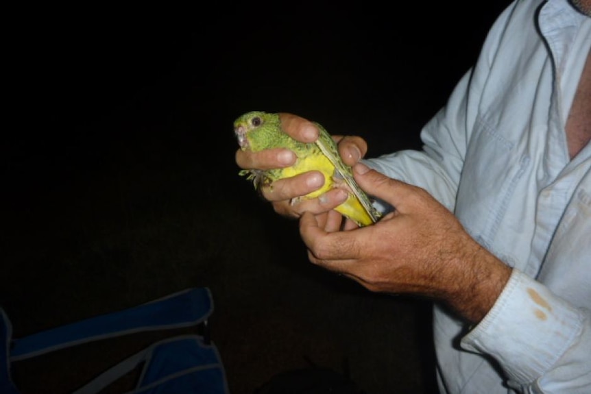 night parrot