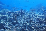 Graveyard of Staghorn coral, Yonge reef, Northern Great Barrier Reef, October 2016