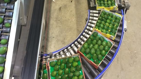 Boxes of avocados are being pushed along a conveyor belt on their way to be packed into trucks for delivery.