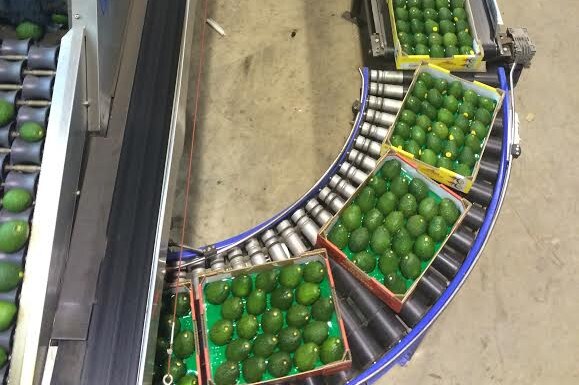 Boxes of avocados are being pushed along a conveyor belt on their way to be packed into trucks for delivery.