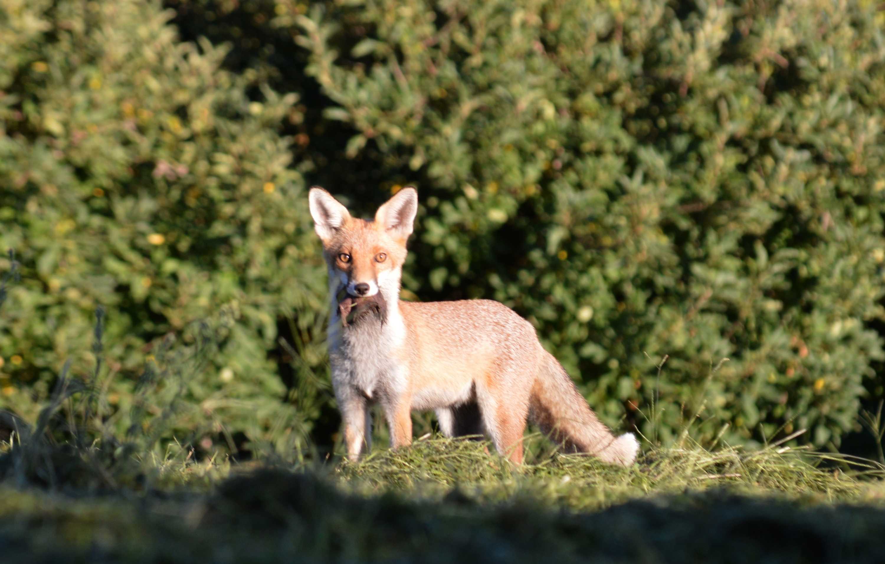 A fox looks directly at the camera. It stands in front of a bush with scavenged food in its mouth.
