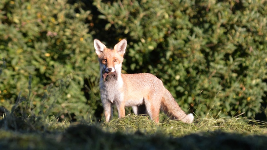 A fox looks directly at the camera. It stands in front of a bush with scavenged food in its mouth.
