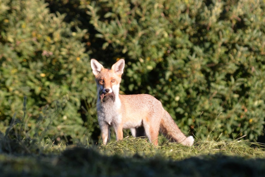 A fox looks directly at the camera. It stands in front of a bush with scavenged food in its mouth.