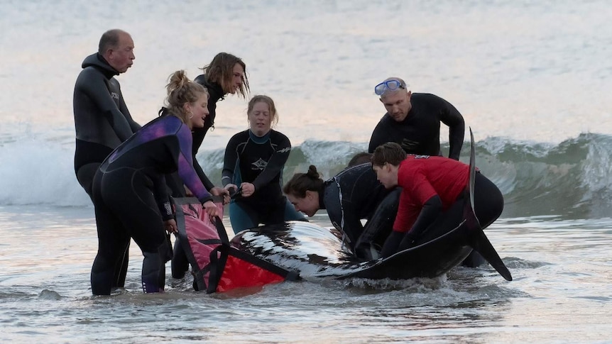 People try to help whale on a beach.