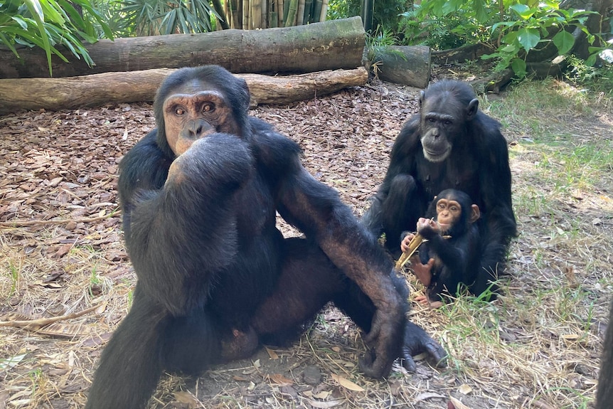 Two adult chimps sitting in a zoo enclosure with their baby son.