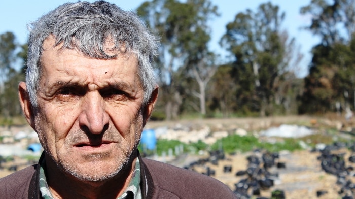 Older man standing in front of the last remains of his cucumber crops