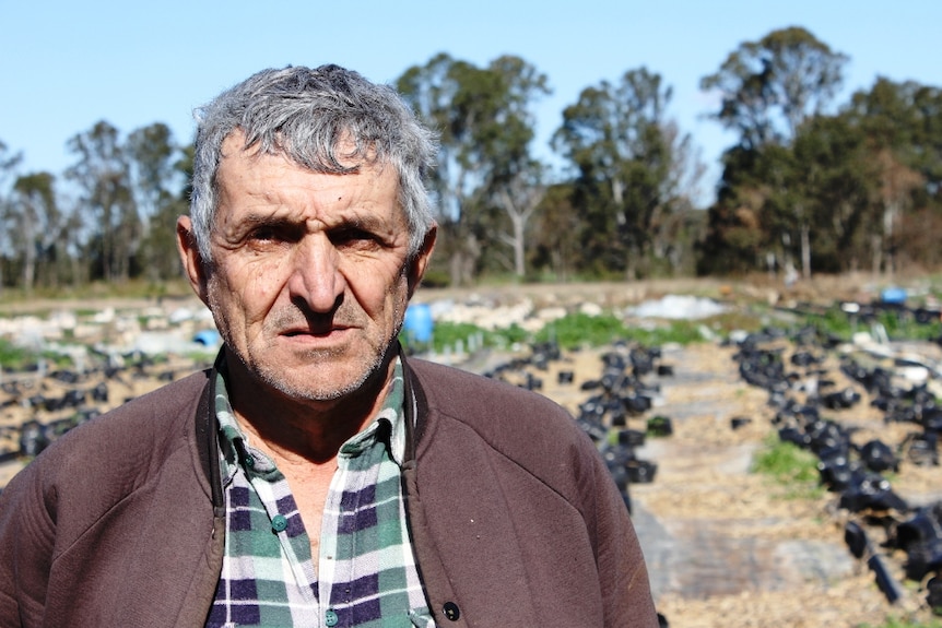 Older man standing in front of the last remains of his cucumber crops