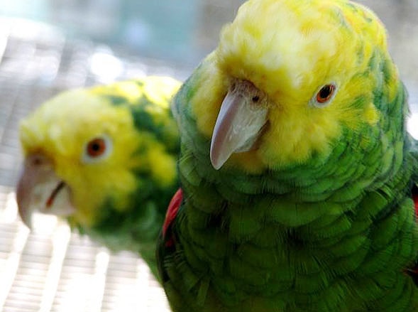 The parrot smugglers