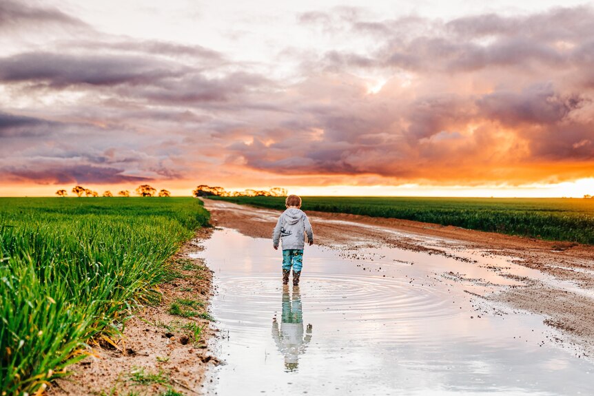A young boy stand in puddle on farm at sunset