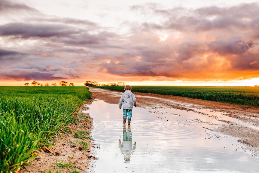 A young boy stand in puddle on farm at sunset