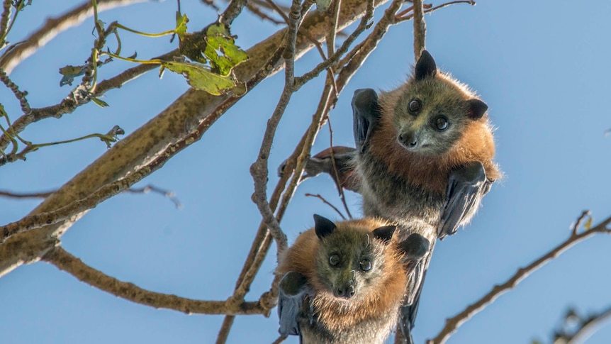 Two Grey-headed Flying Foxes anging on a tree