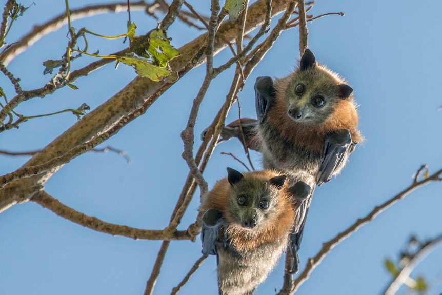 Two Grey-headed Flying Foxes anging on a tree