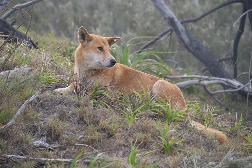 A dingo looks out from atop a hill