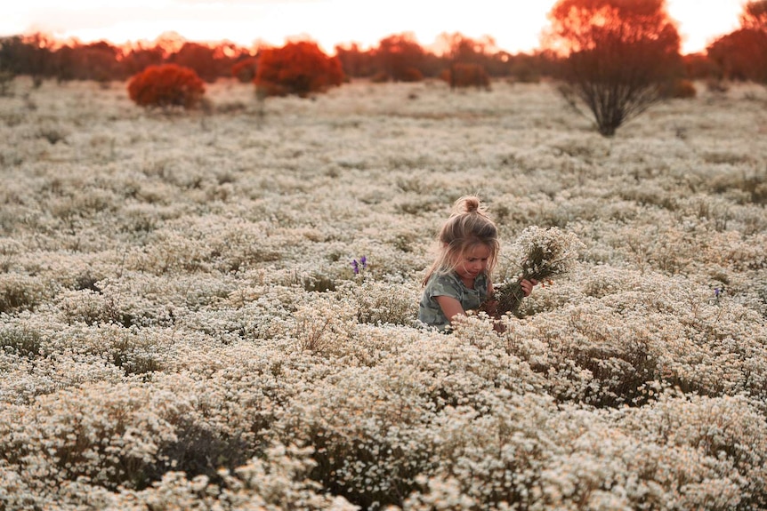 A small child amongst a field of white everlasting daisies at a farm near Goolgowi, New South Wales.