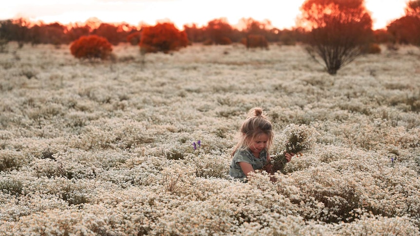 A small child amongst a field of white everlasting daisies at a farm near Goolgowi, New South Wales.