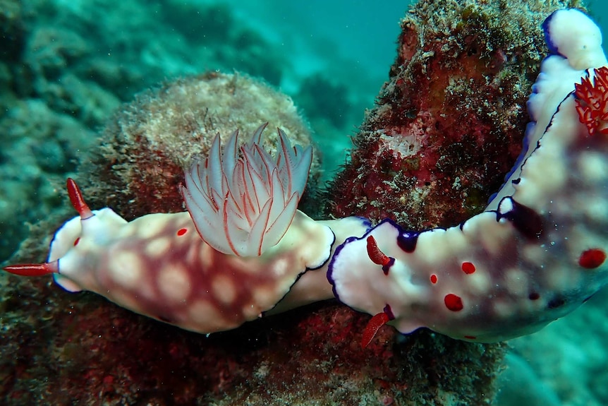 A white sea slug with blue and red details photographed underwater.