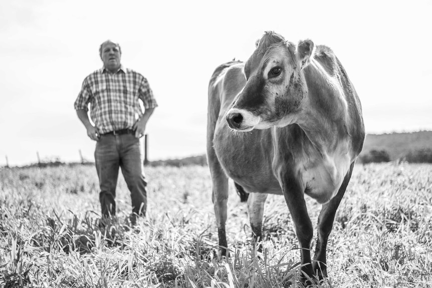 David Williams stands behind a cow.