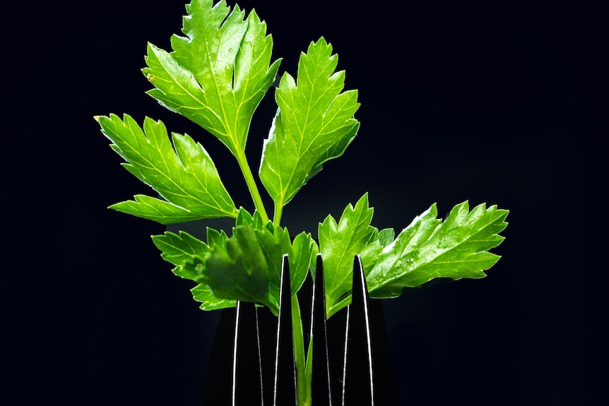 Close-up shot of a shiny silver fork with a single piece of parsley in it, against a black background.