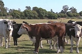 Beef cattle