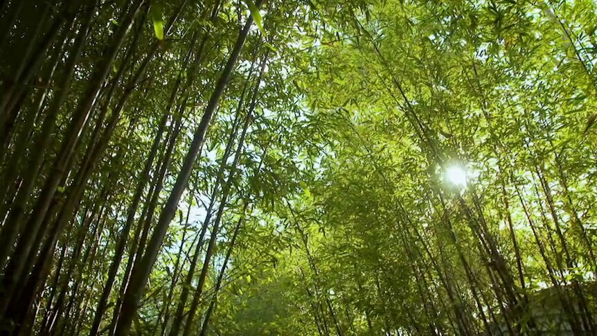 Sun shining through green trees on Gardening Australia