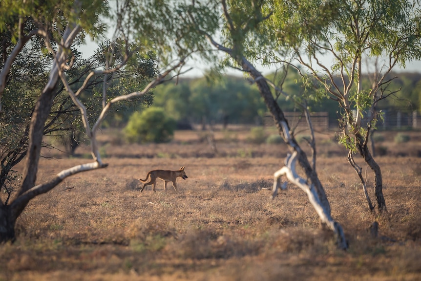 A dingo is seen walking amongst grass and gum trees.