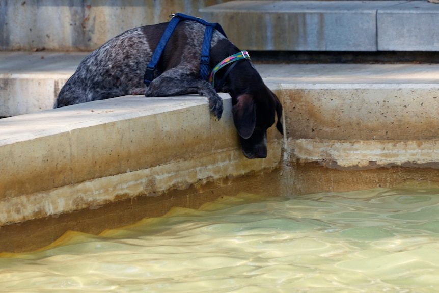 Собака кладет лапы на край фонтана и лезет вверх по воде.