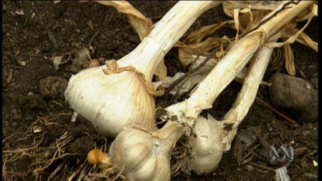 Dried garlic bulbs still attached to stalks