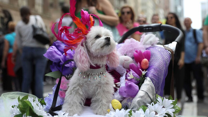 A puppy sits in a carriage during New York's famous Easter Parade.