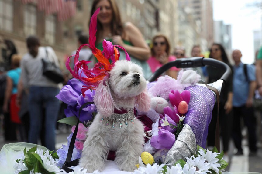 A puppy sits in a carriage during New York's famous Easter Parade.