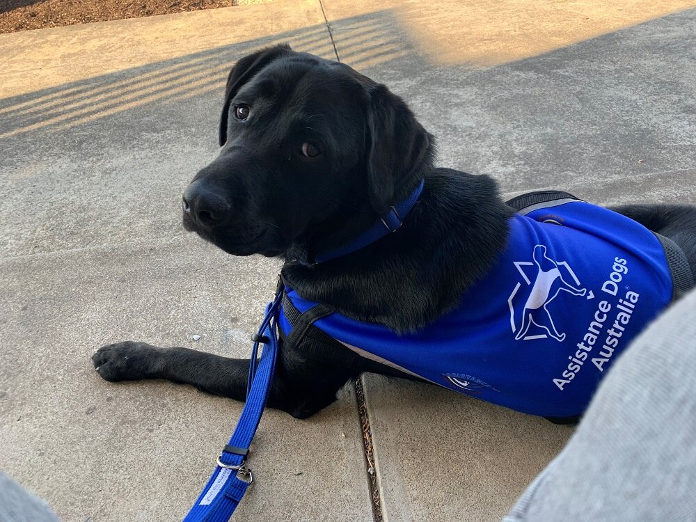 Guilt, high expectations key factors behind successor dog syndrome in