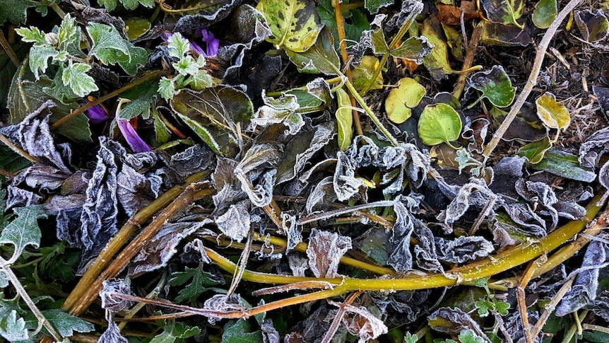 Frozen leaves on the ground as Canberra's temperature drops to -8.7C.