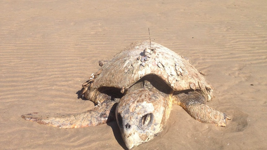 Marloo was found on Melville Island off the coast of Darwin last week.