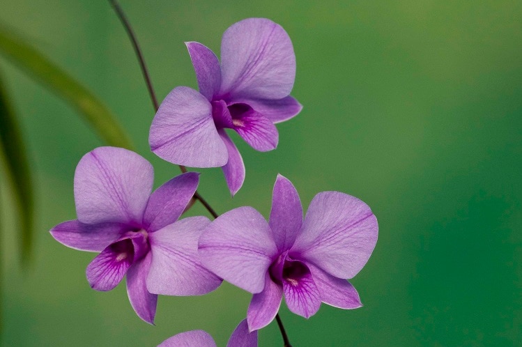 A stem of small purple orchids.