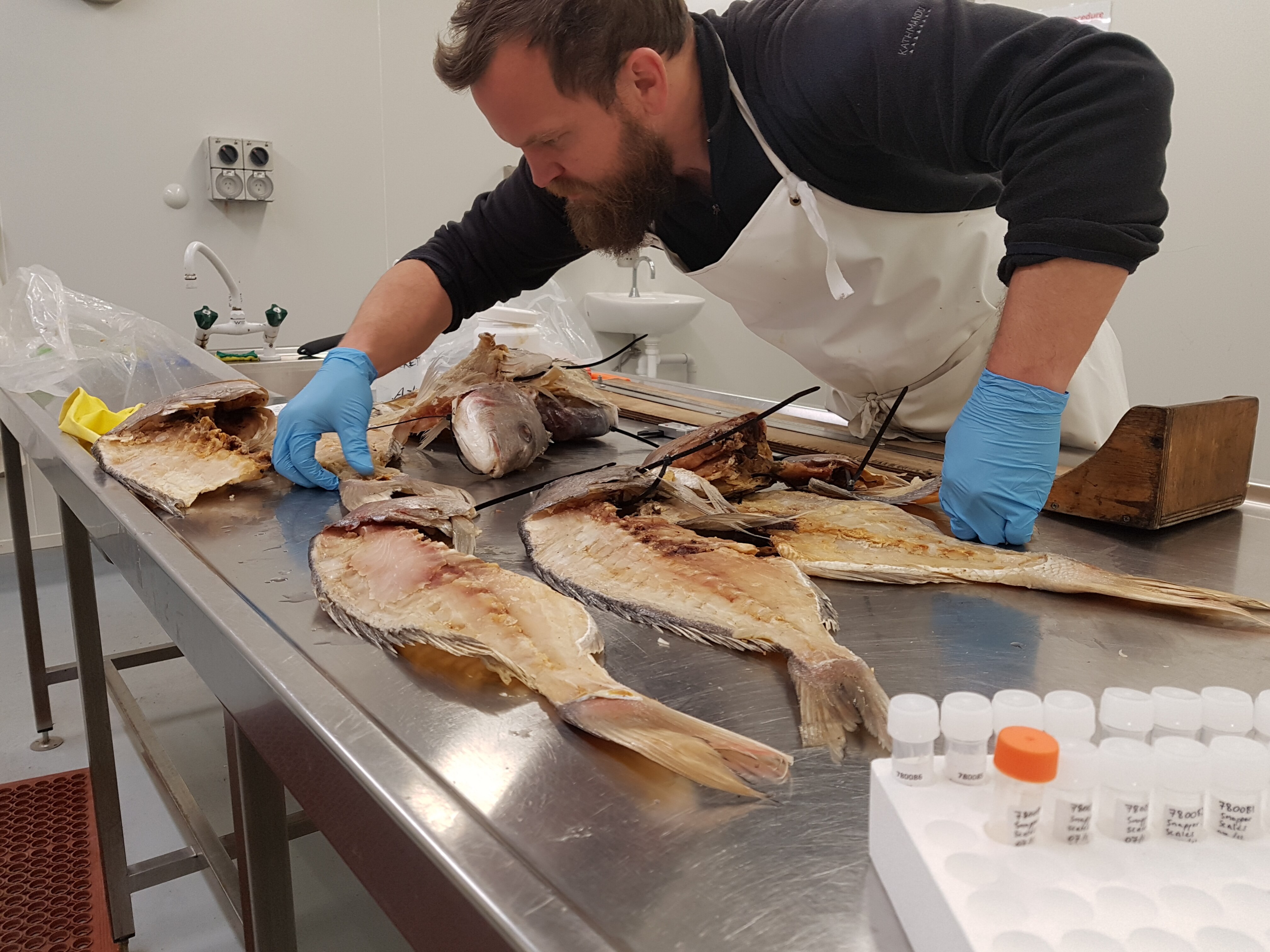 man looking at fish skeletons on table