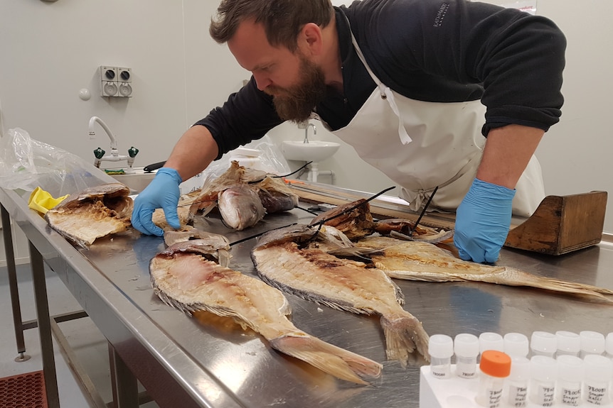 man looking at fish skeletons on table