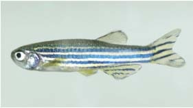 70 per cent of human genes are found in zebrafish, making them popular research subjects.
