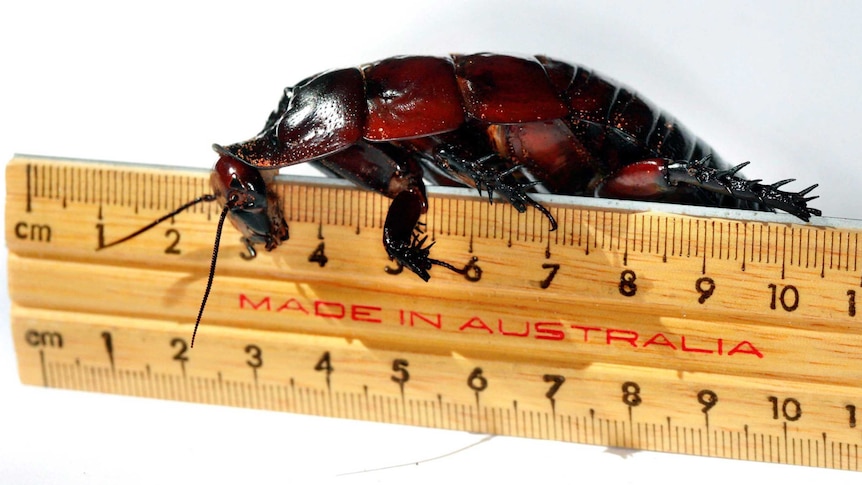 A picture of a giant burrowing cockroach on a 'Made in Australia' ruler - covering about 7 centimetres