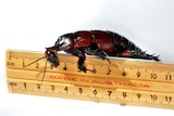 A picture of a giant burrowing cockroach on a 'Made in Australia' ruler - covering about 7 centimetres