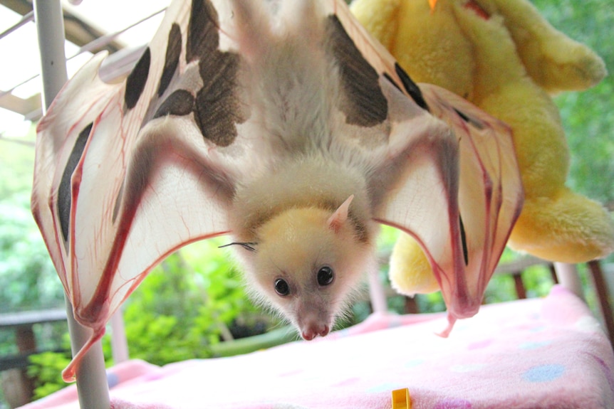 Rare white flying fox rescued at the Australian Bat Clinic