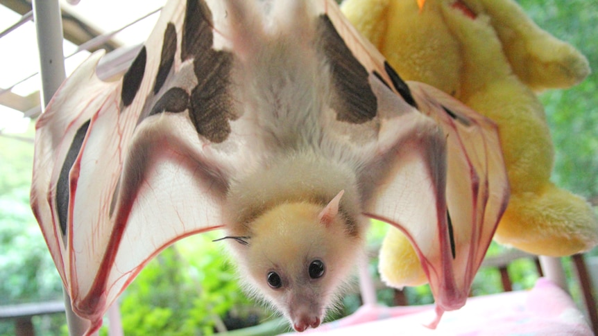 Rare white flying fox rescued at the Australian Bat Clinic