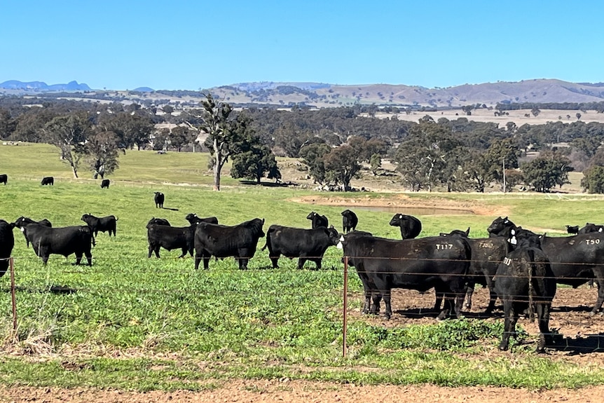 Black cattle standing in a field of green grass with hills in the background 