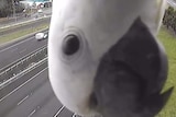 Cockatoo looks into traffic camera in Queensland