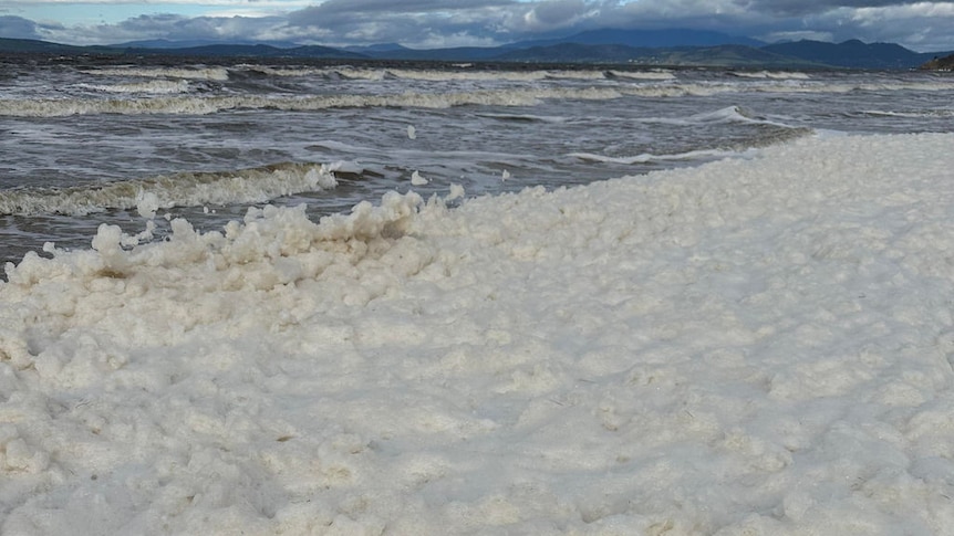 Sea foam  Derwent Estuary Program