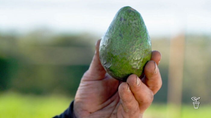 Hand holding green avocado up