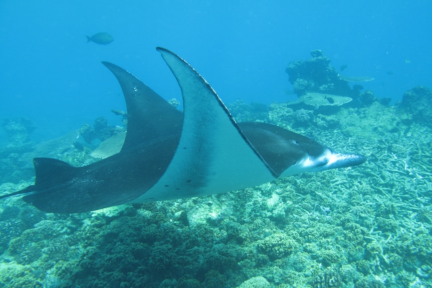 Stingray swimming above coral reef.