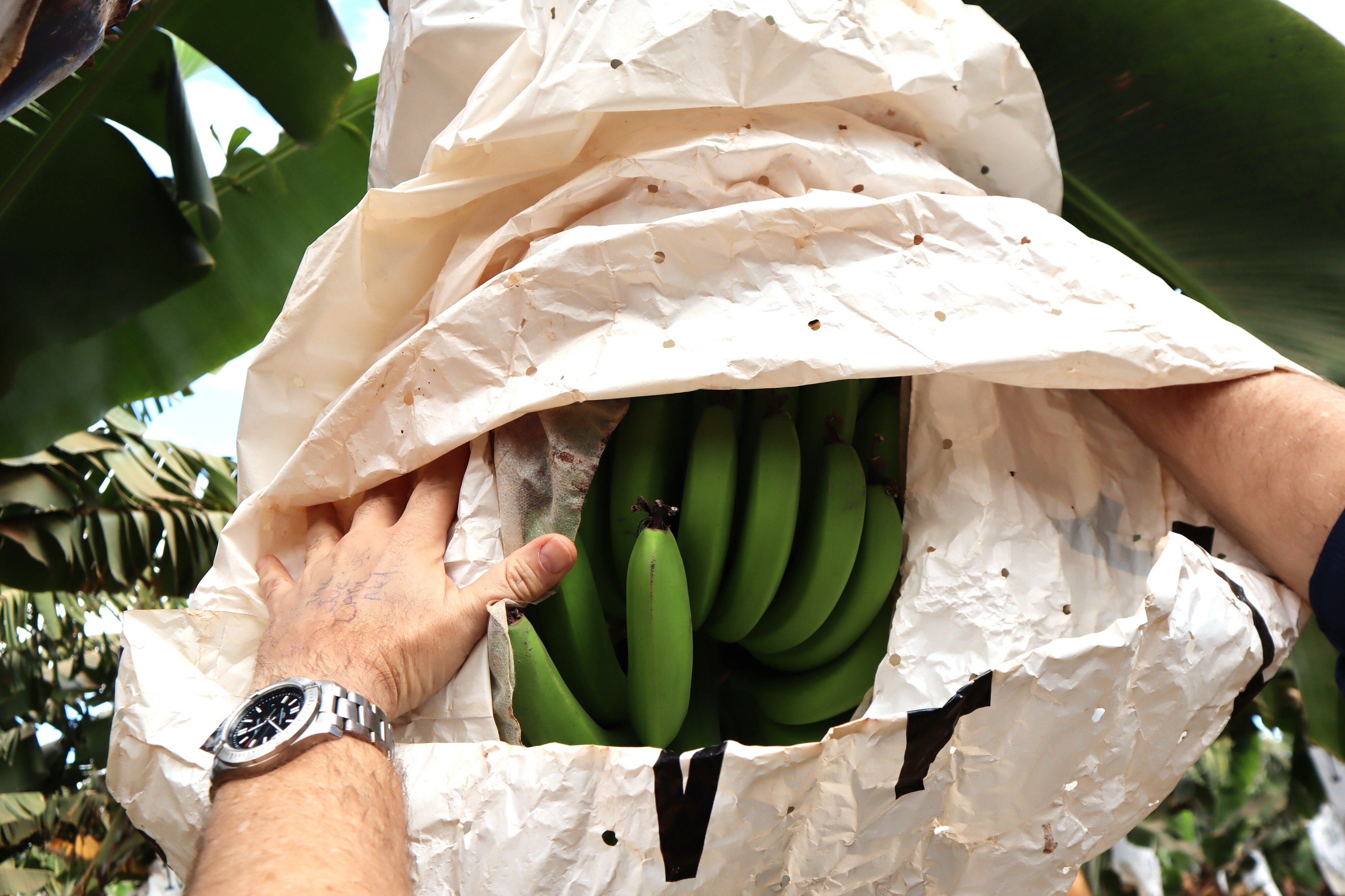 Mans hands reaching up towards banana bunch on a tree with bag covering the fruit.