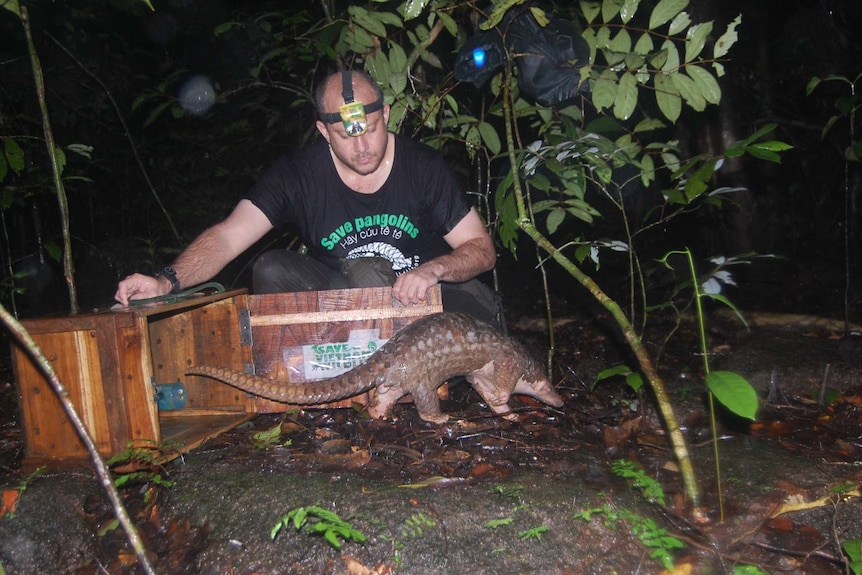 A conservation worker releases an endangered pangolin into the wild.