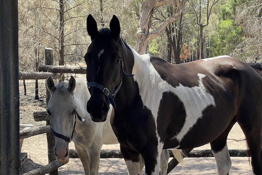 Tara resident Mark Lacy's horses after his property was destroyed by fire 